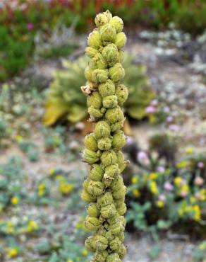 Fotografia 7 da espécie Verbascum litigiosum no Jardim Botânico UTAD