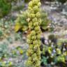 Fotografia 7 da espécie Verbascum litigiosum do Jardim Botânico UTAD