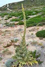 Fotografia da espécie Verbascum litigiosum