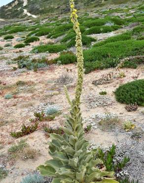 Fotografia 8 da espécie Verbascum litigiosum no Jardim Botânico UTAD