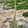 Fotografia 8 da espécie Verbascum litigiosum do Jardim Botânico UTAD