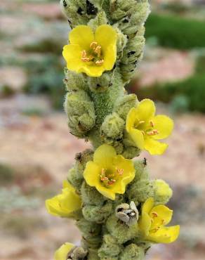 Fotografia 9 da espécie Verbascum litigiosum no Jardim Botânico UTAD