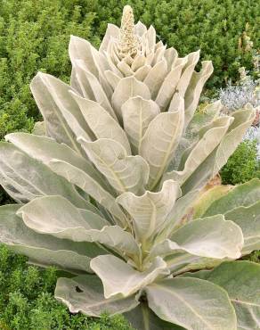 Fotografia 10 da espécie Verbascum litigiosum no Jardim Botânico UTAD