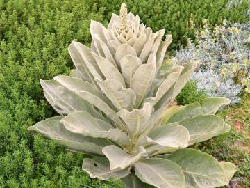 Fotografia da espécie Verbascum litigiosum