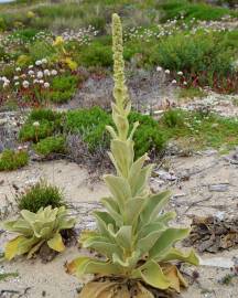 Fotografia da espécie Verbascum litigiosum