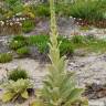 Fotografia 11 da espécie Verbascum litigiosum do Jardim Botânico UTAD