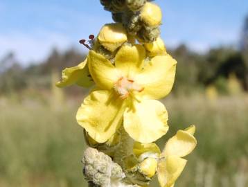 Fotografia da espécie Verbascum pulverulentum