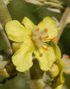 Fotografia 3 da espécie Verbascum pulverulentum no Jardim Botânico UTAD