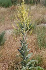 Fotografia da espécie Verbascum pulverulentum