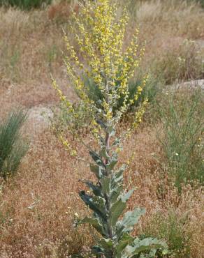 Fotografia 4 da espécie Verbascum pulverulentum no Jardim Botânico UTAD