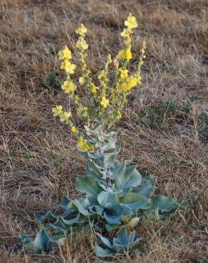 Fotografia 5 da espécie Verbascum pulverulentum no Jardim Botânico UTAD