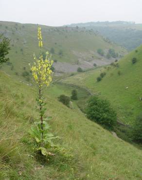 Fotografia 6 da espécie Verbascum pulverulentum no Jardim Botânico UTAD