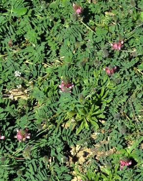 Fotografia 9 da espécie Onobrychis humilis no Jardim Botânico UTAD