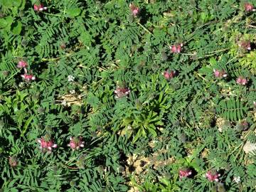 Fotografia da espécie Onobrychis humilis