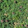 Fotografia 9 da espécie Onobrychis humilis do Jardim Botânico UTAD