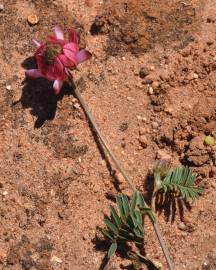 Fotografia da espécie Onobrychis humilis