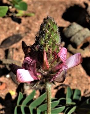 Fotografia 12 da espécie Onobrychis humilis no Jardim Botânico UTAD