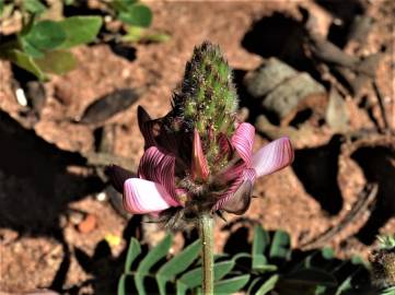 Fotografia da espécie Onobrychis humilis