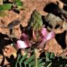 Fotografia 12 da espécie Onobrychis humilis do Jardim Botânico UTAD