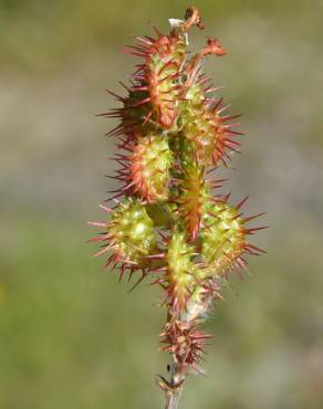 Fotografia 13 da espécie Onobrychis humilis no Jardim Botânico UTAD