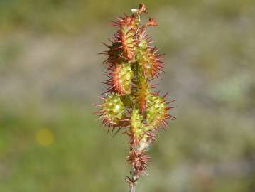 Fotografia da espécie Onobrychis humilis