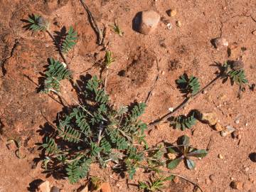 Fotografia da espécie Onobrychis humilis