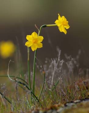 Fotografia 8 da espécie Narcissus jonquilla no Jardim Botânico UTAD