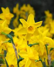 Fotografia da espécie Narcissus jonquilla