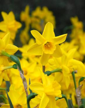 Fotografia 1 da espécie Narcissus jonquilla no Jardim Botânico UTAD