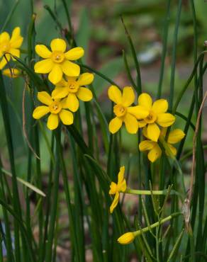 Fotografia 12 da espécie Narcissus jonquilla no Jardim Botânico UTAD