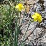 Fotografia 2 da espécie Narcissus rupicola do Jardim Botânico UTAD
