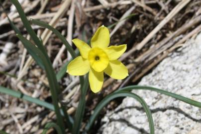 Fotografia da espécie Narcissus rupicola