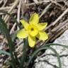 Fotografia 3 da espécie Narcissus rupicola do Jardim Botânico UTAD