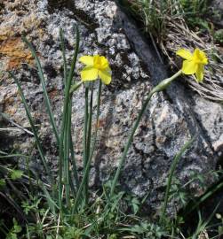 Fotografia da espécie Narcissus rupicola