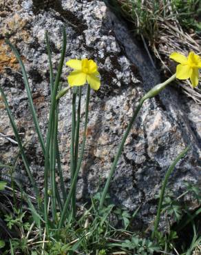 Fotografia 4 da espécie Narcissus rupicola no Jardim Botânico UTAD