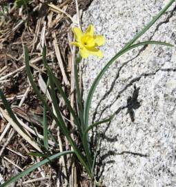 Fotografia da espécie Narcissus rupicola