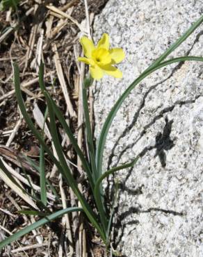 Fotografia 5 da espécie Narcissus rupicola no Jardim Botânico UTAD