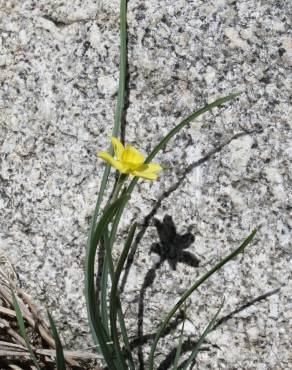 Fotografia 6 da espécie Narcissus rupicola no Jardim Botânico UTAD