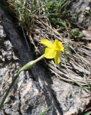 Fotografia 7 da espécie Narcissus rupicola no Jardim Botânico UTAD