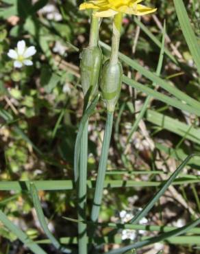 Fotografia 8 da espécie Narcissus rupicola no Jardim Botânico UTAD
