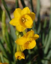 Fotografia da espécie Narcissus calcicola