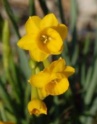 Narcissus calcicola