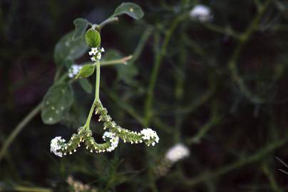 Fotografia da espécie Heliotropium europaeum