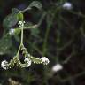 Fotografia 7 da espécie Heliotropium europaeum do Jardim Botânico UTAD