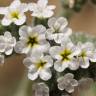 Fotografia 9 da espécie Heliotropium europaeum do Jardim Botânico UTAD