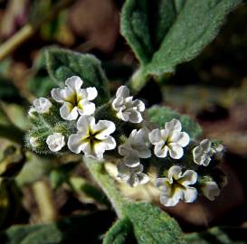 Fotografia da espécie Heliotropium europaeum