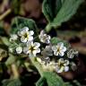 Fotografia 12 da espécie Heliotropium europaeum do Jardim Botânico UTAD