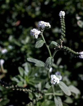 Fotografia 14 da espécie Heliotropium europaeum no Jardim Botânico UTAD