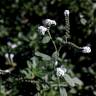 Fotografia 14 da espécie Heliotropium europaeum do Jardim Botânico UTAD