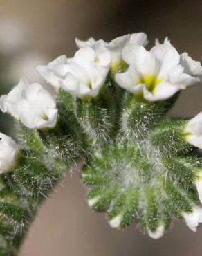 Fotografia 16 da espécie Heliotropium europaeum no Jardim Botânico UTAD